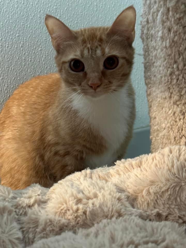 Enlarge Tinker, a Adoptable mixed breed in Dalton, GA image 3/6