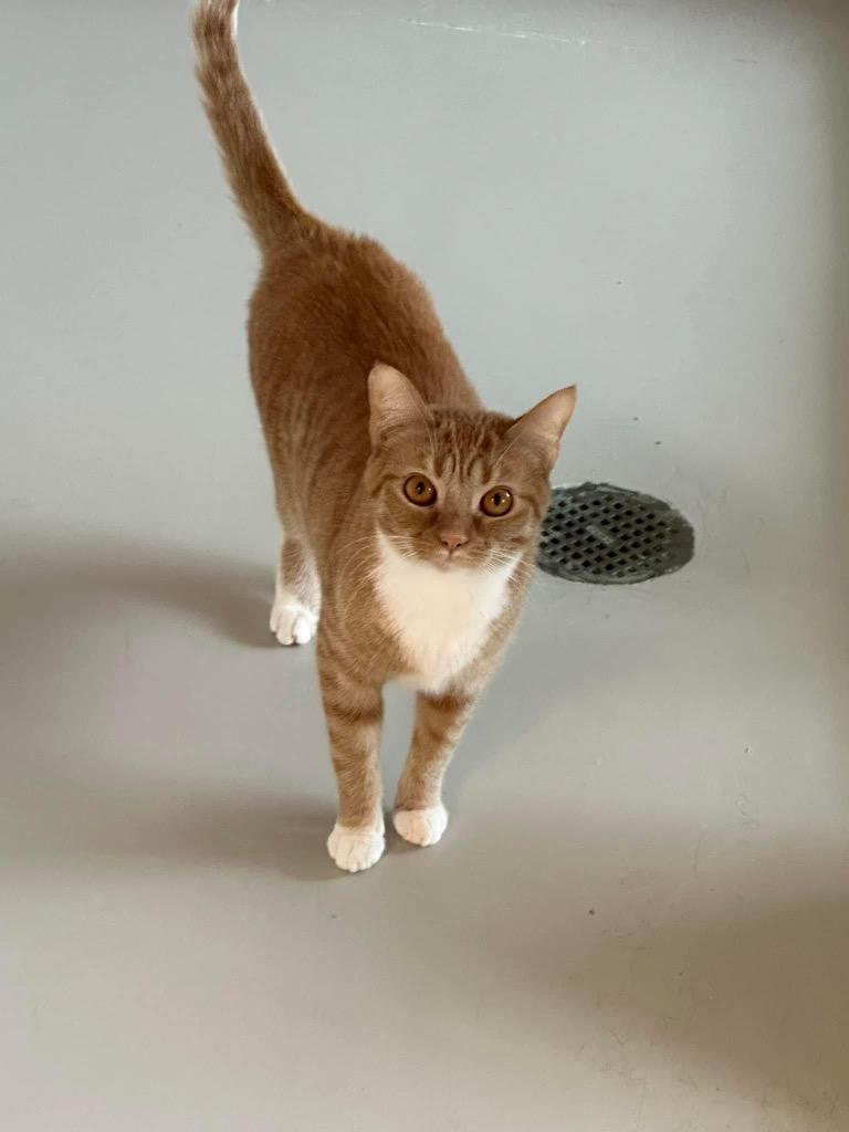 Enlarge Tinker, a Adoptable mixed breed in Dalton, GA image 4/6