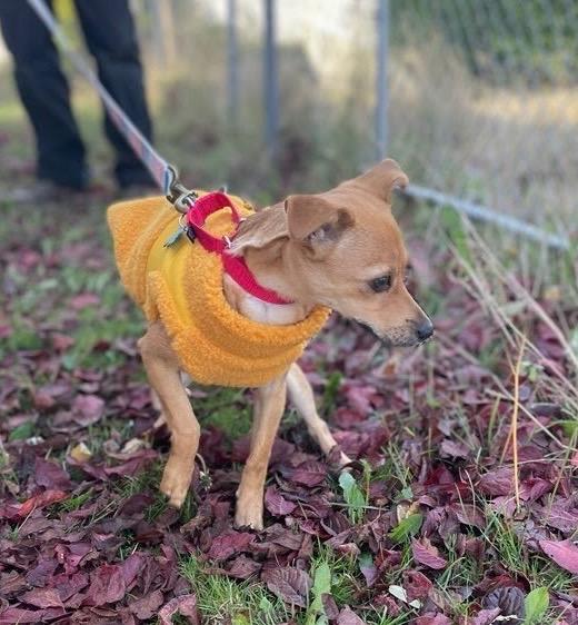 Enlarge Rosa, a Adoptable mixed breed in Alvin, TX image 3/6