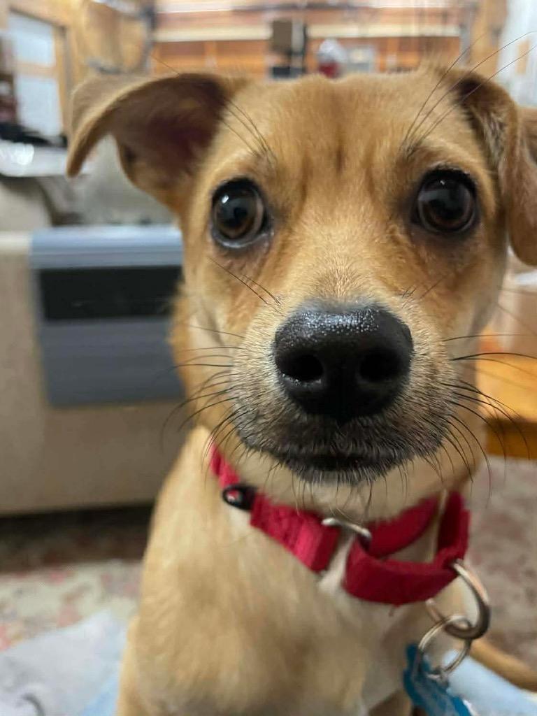 Enlarge Rosa, a Adoptable mixed breed in Alvin, TX image 5/6