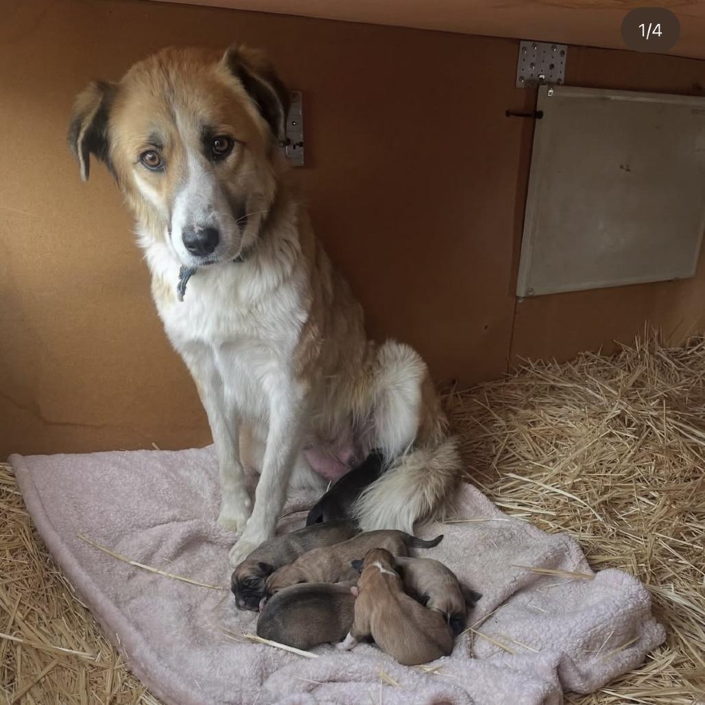 Iridessa, Adoptable, Puppy Female Mixed Breed.