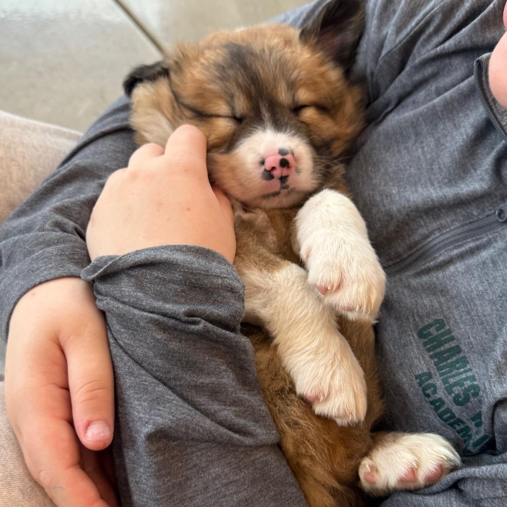 Enlarge Iridessa, a Adoptable Mixed Breed in Tacoma, WA image 2/4