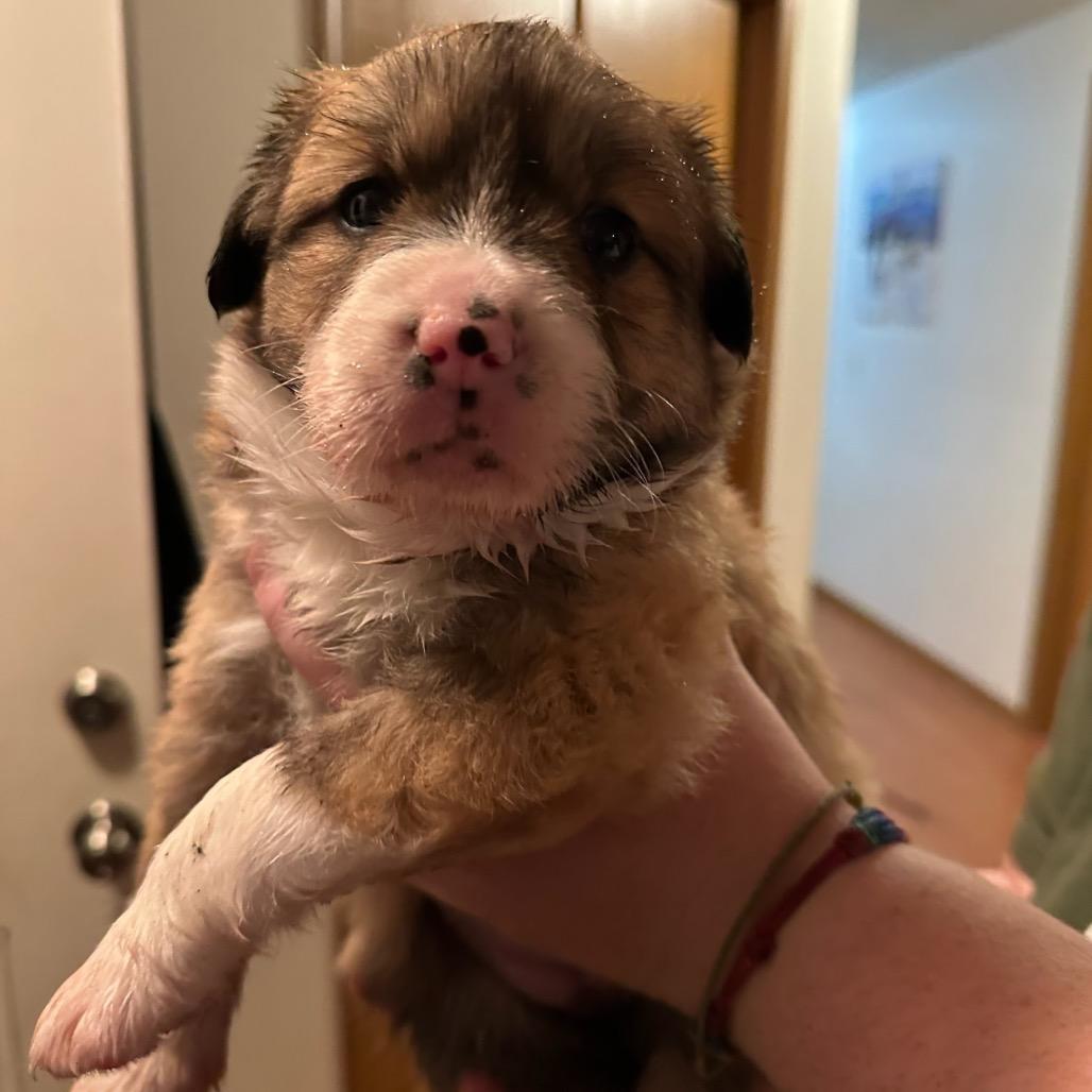 Enlarge Iridessa, a Adoptable Mixed Breed in Tacoma, WA image 3/4