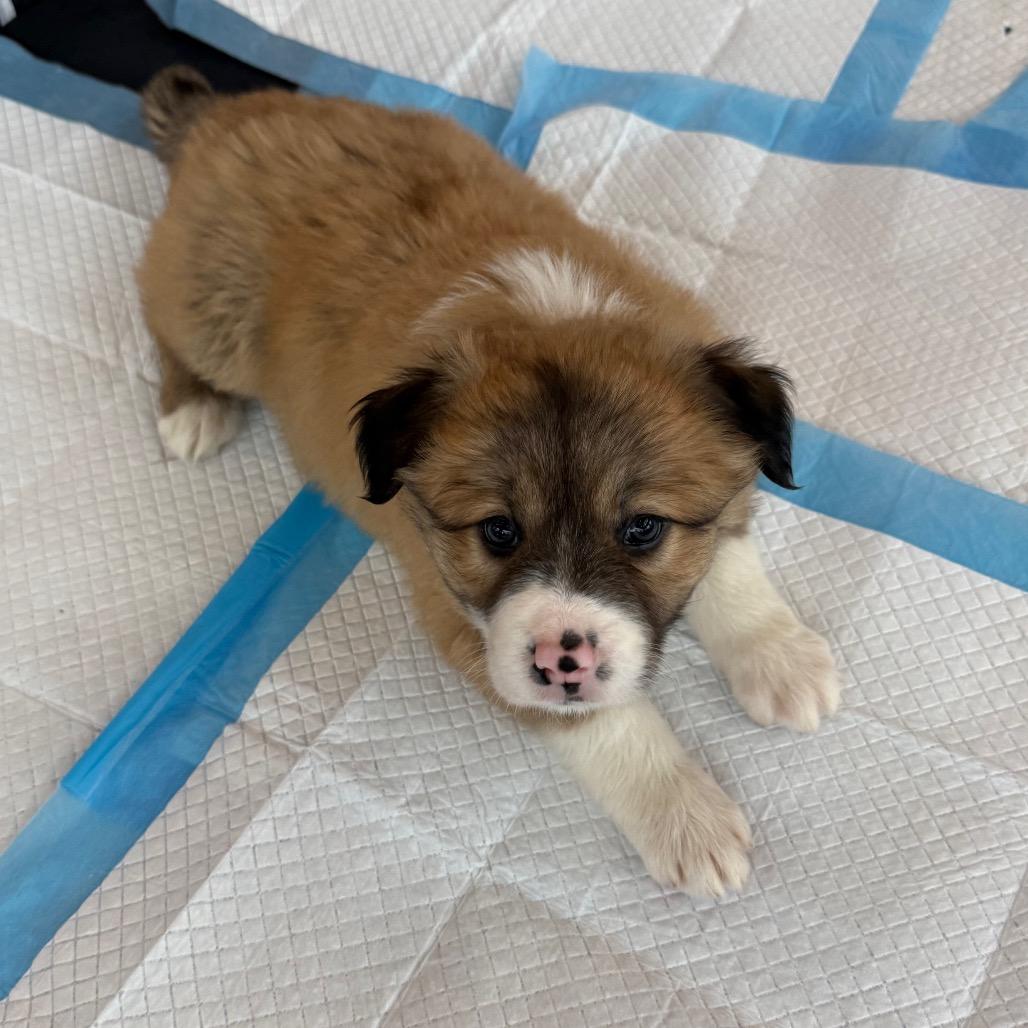 Enlarge Iridessa, a Adoptable Mixed Breed in Tacoma, WA image 4/4