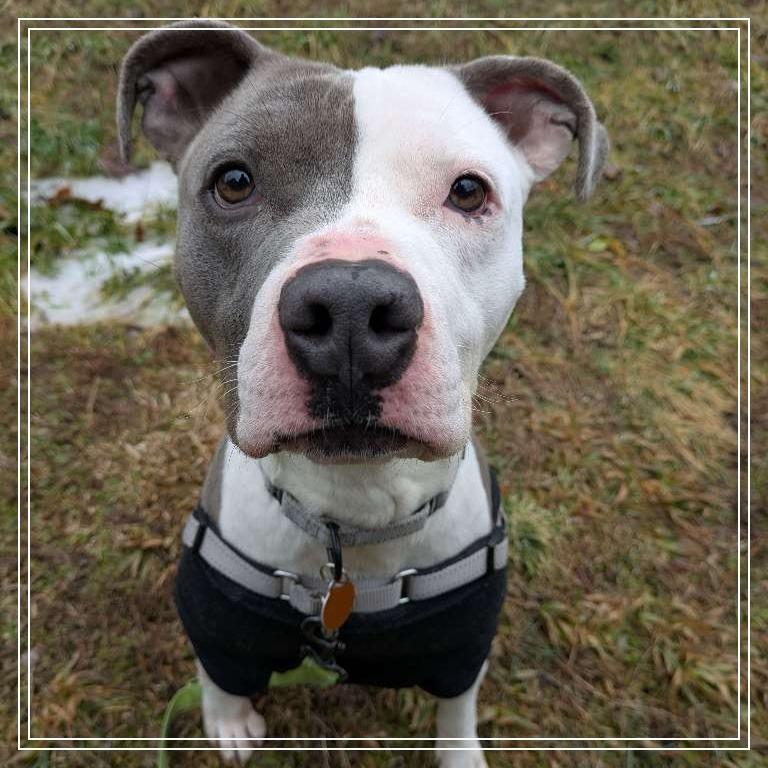 Barnaby, Adoptable, Adult Male Pit Bull Terrier & Mixed Breed.