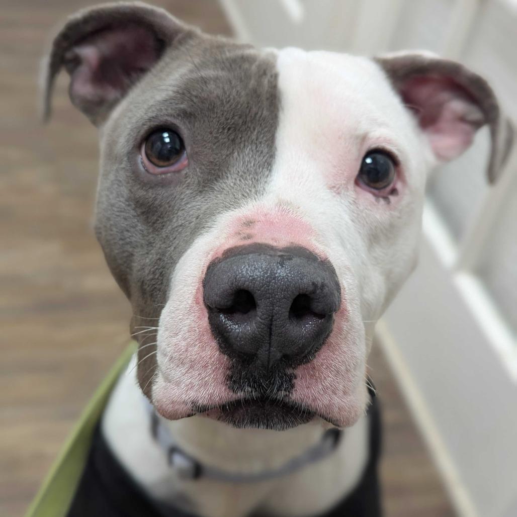 Enlarge Barnaby, a Adoptable mixed breed in Richmond, VA image 2/6