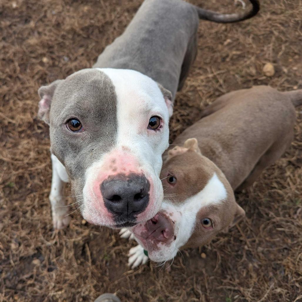 Enlarge Barnaby, a Adoptable mixed breed in Richmond, VA image 4/6