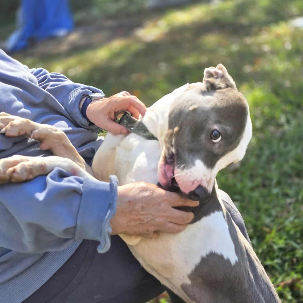 Enlarge Barnaby, a Adoptable mixed breed in Richmond, VA image 6/6