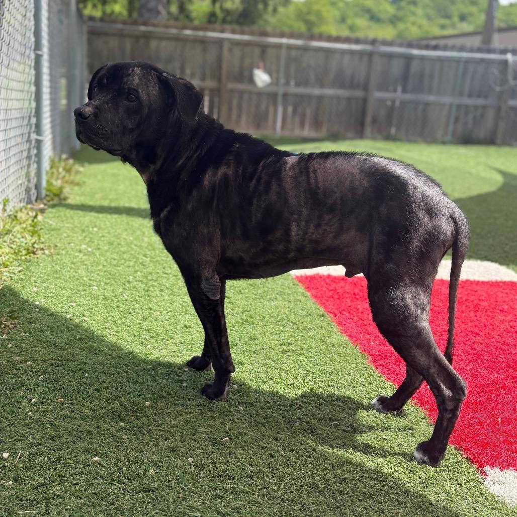 Dexter, Adoptable, Adult Male Mixed Breed.