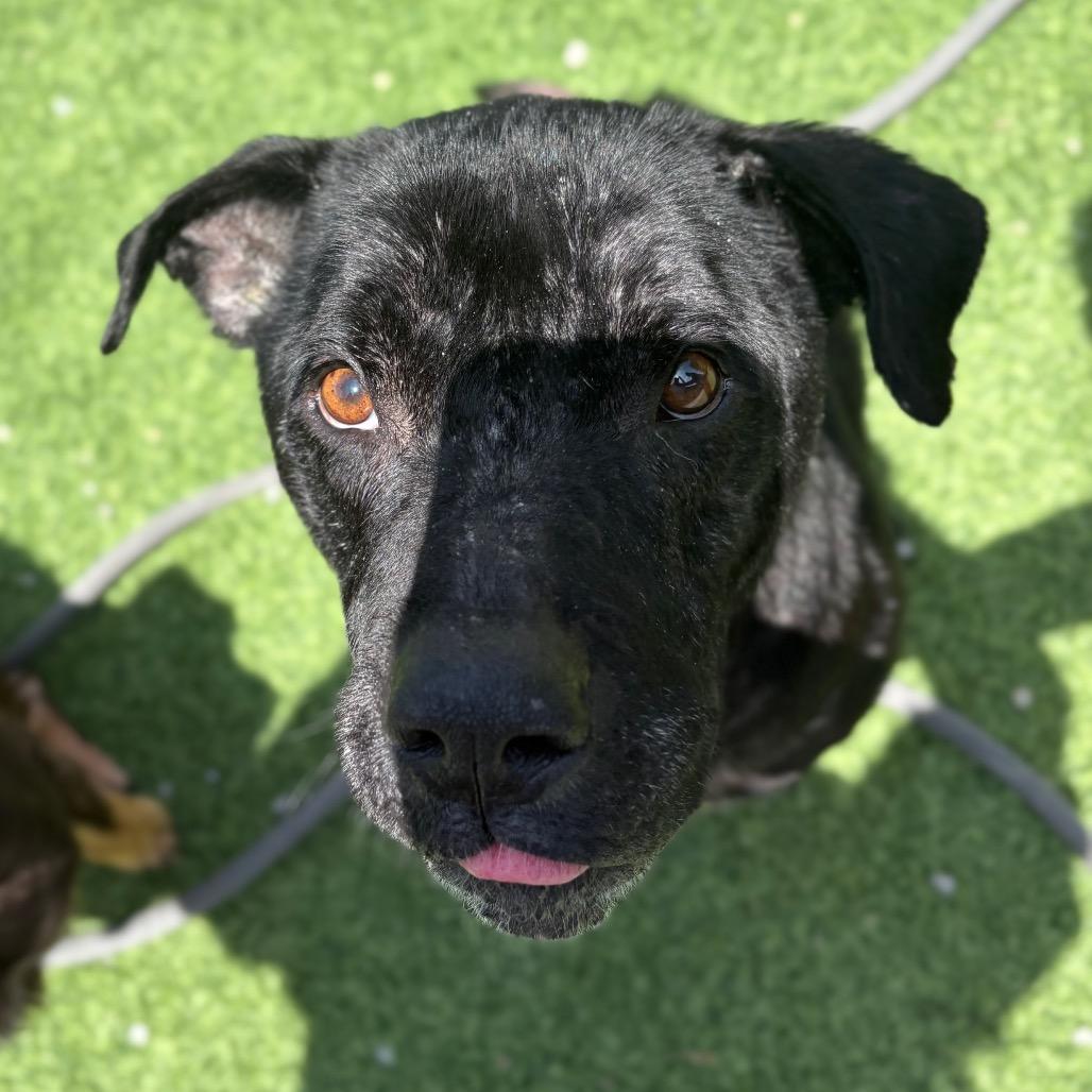 Enlarge Dexter, a Adoptable Mixed Breed in Batavia, OH image 2/6