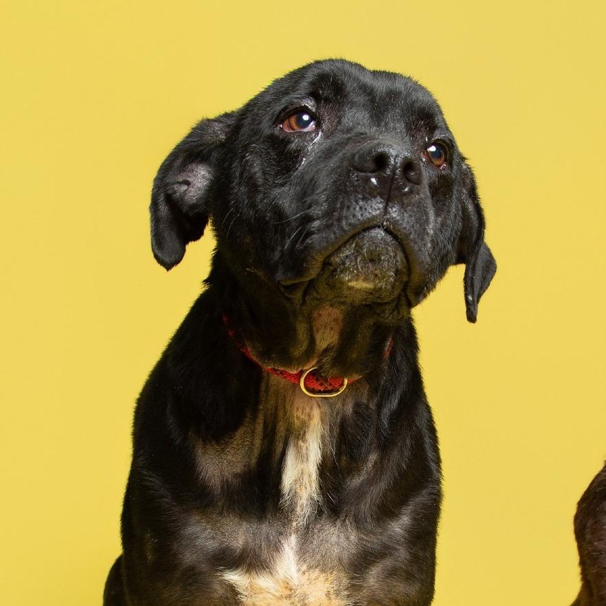 Enlarge Dexter, a Adoptable Mixed Breed in Batavia, OH image 2/6