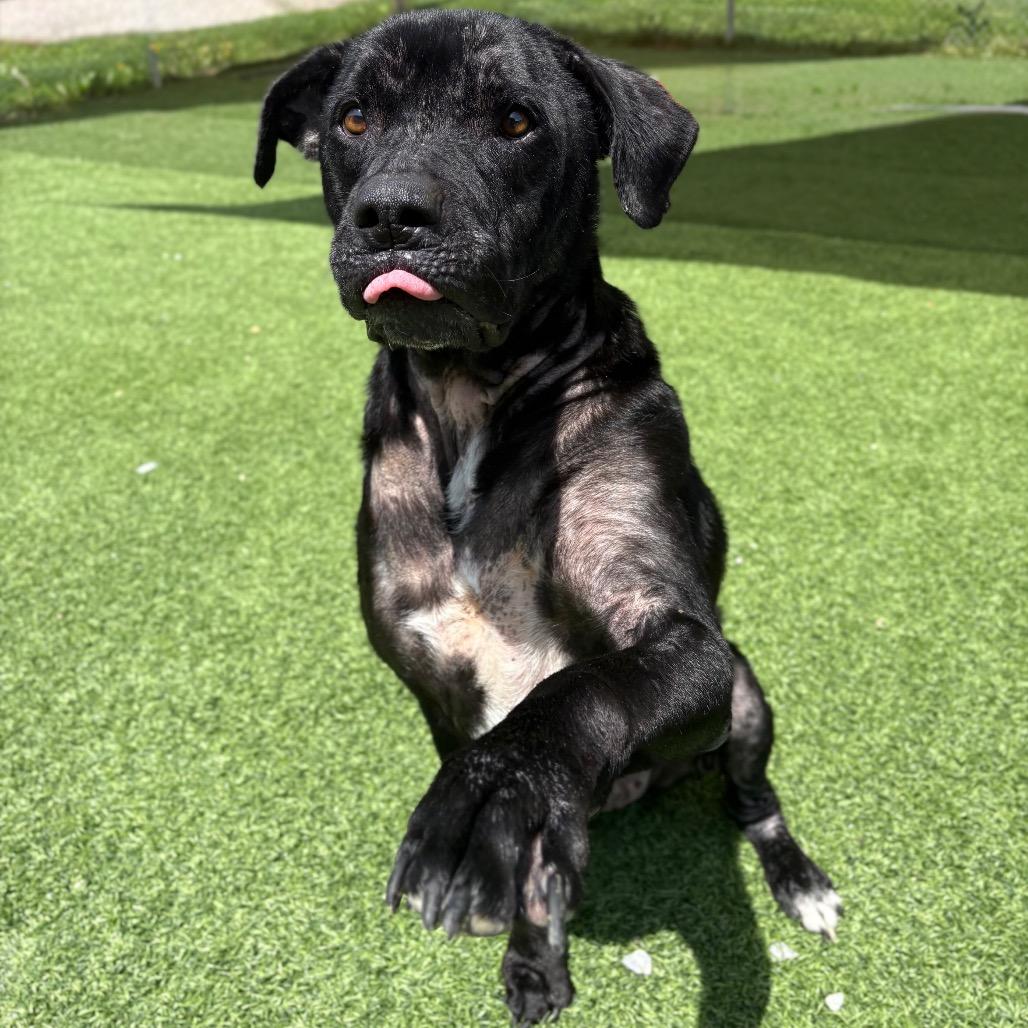 Enlarge Dexter, a Adoptable Mixed Breed in Batavia, OH image 3/6