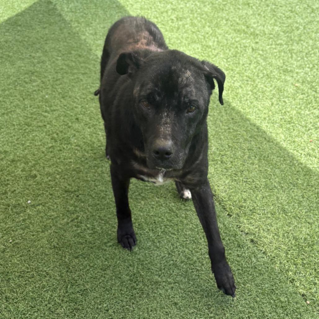 Enlarge Dexter, a Adoptable Mixed Breed in Batavia, OH image 4/6