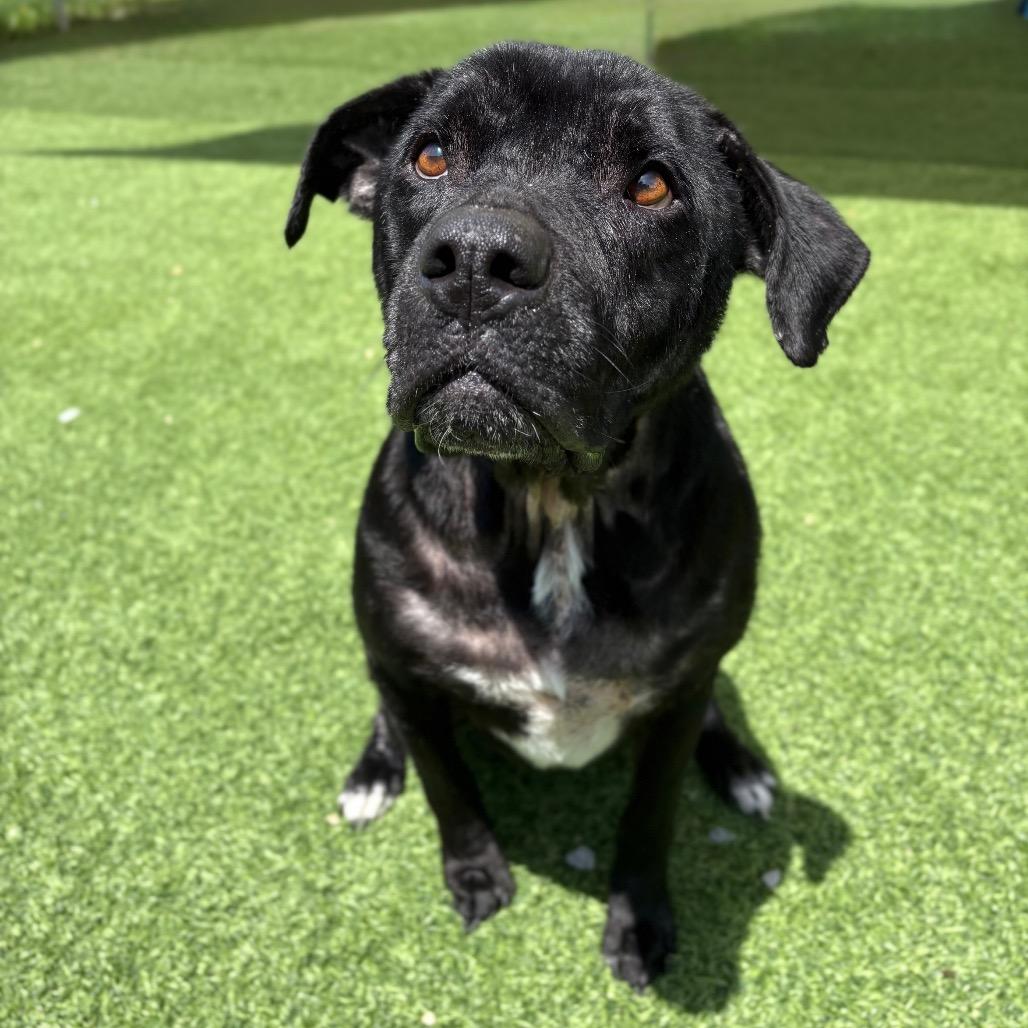 Enlarge Dexter, a Adoptable Mixed Breed in Batavia, OH image 5/6