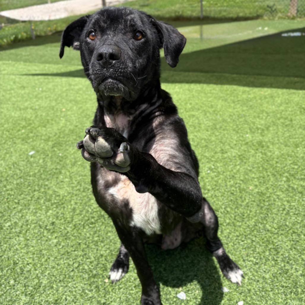 Enlarge Dexter, a Adoptable Mixed Breed in Batavia, OH image 6/6