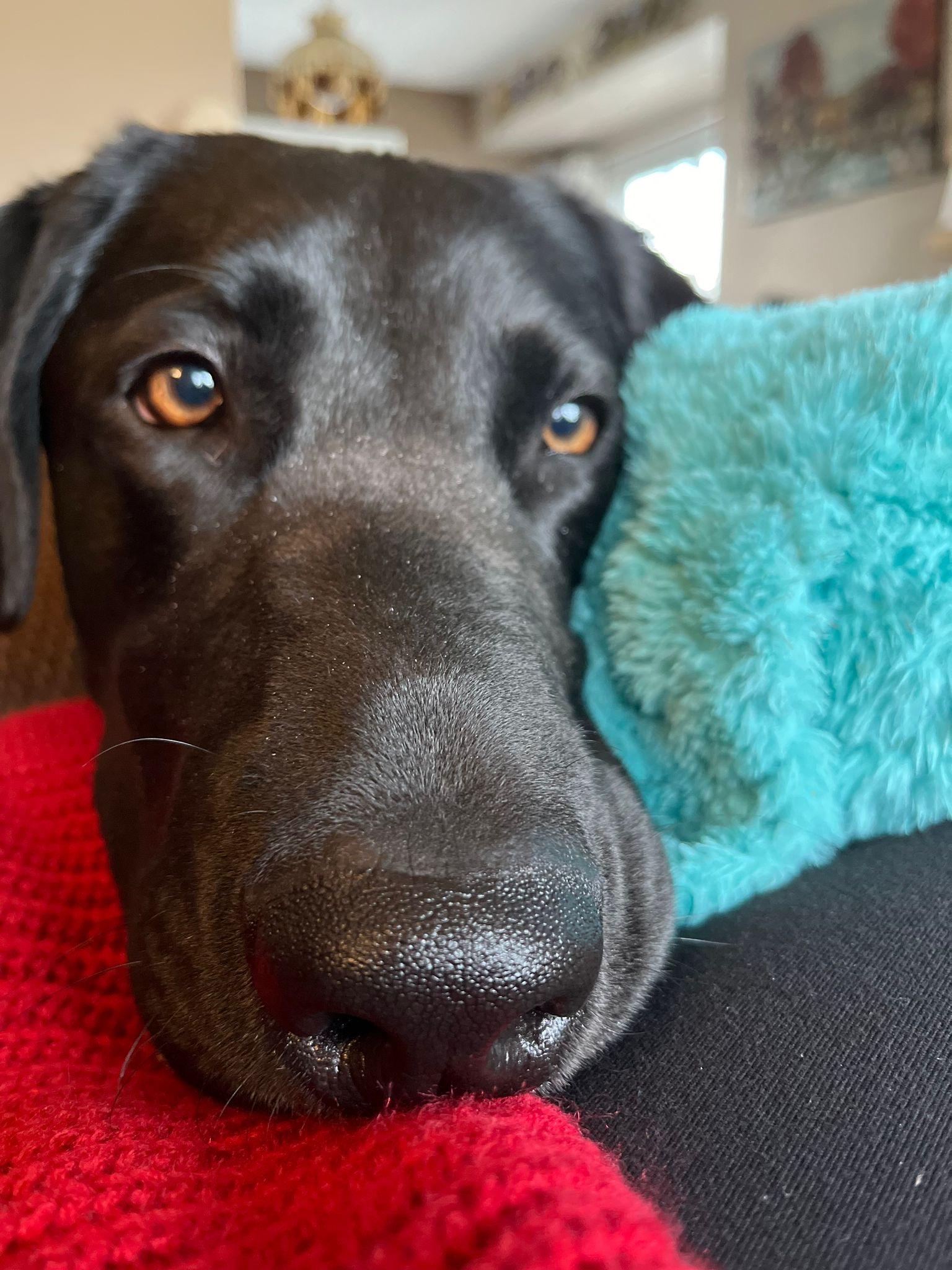 Enlarge Coal, an adopted Labrador Retriever in Oakville, ON image 6/6