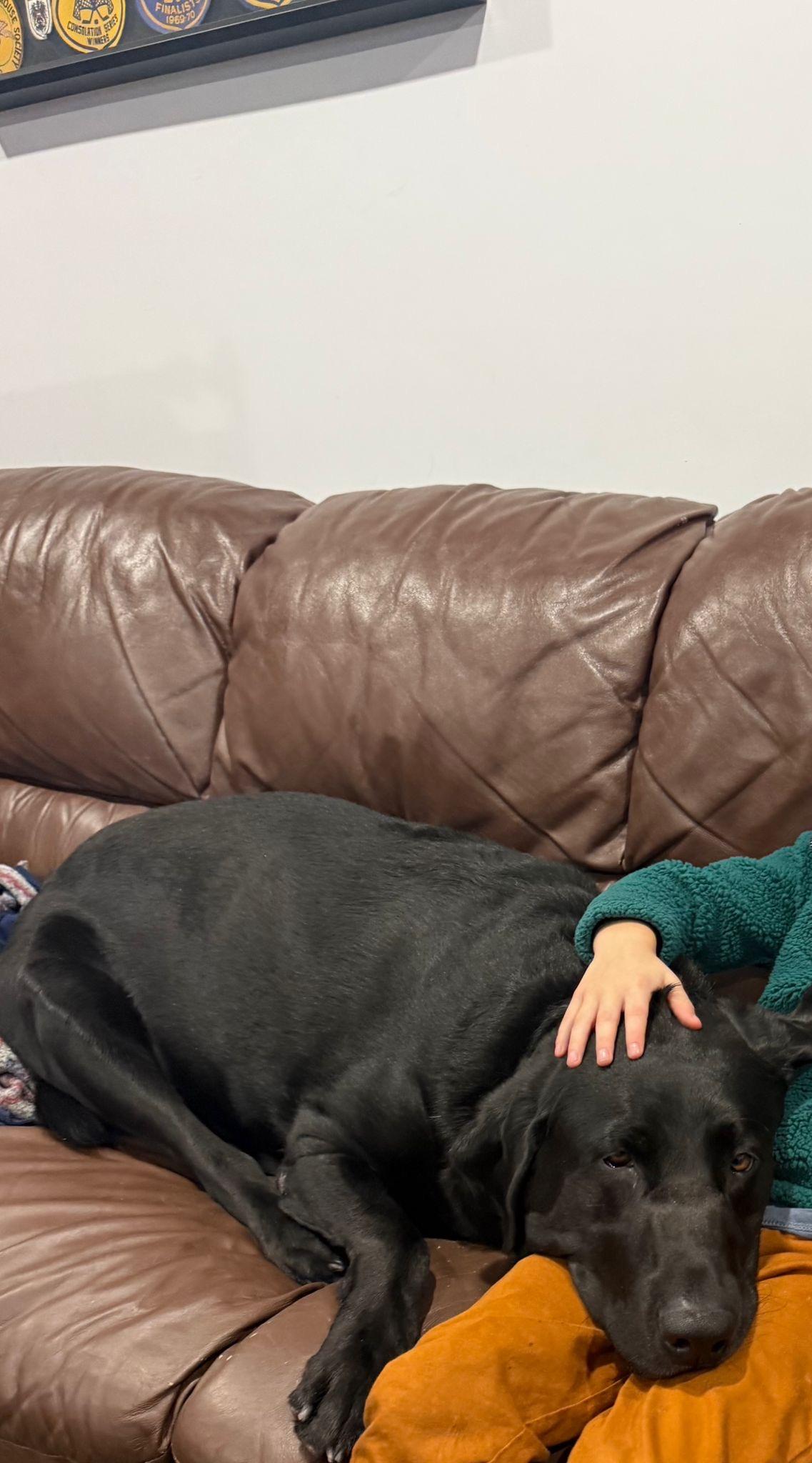 Enlarge Coal, an adopted Labrador Retriever in Oakville, ON image 5/6