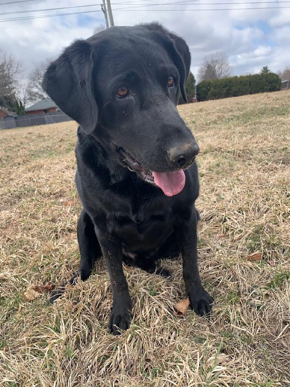 Enlarge Coal, an adopted Labrador Retriever in Oakville, ON image 4/6