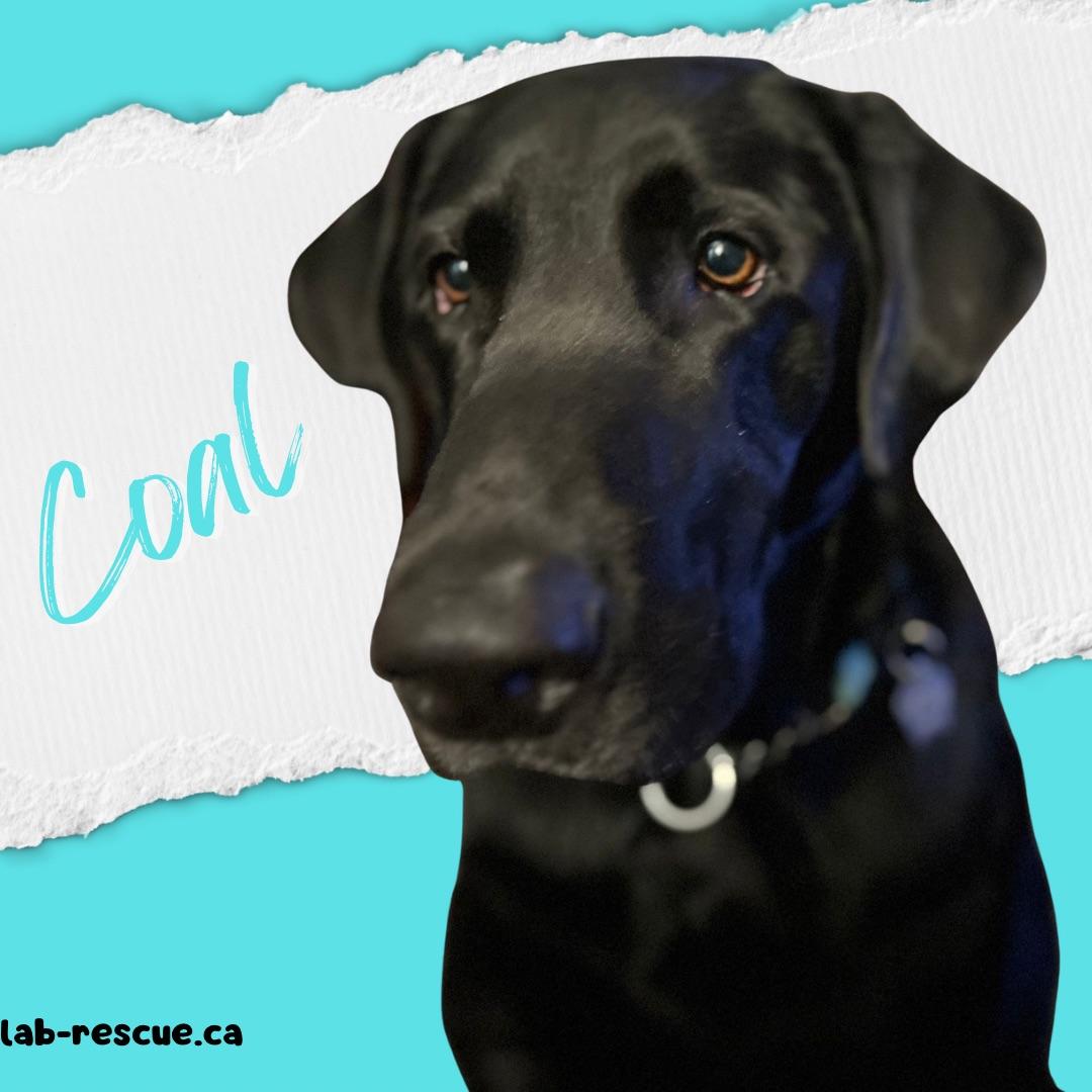 Enlarge Coal, an adopted Labrador Retriever in Oakville, ON image 1/6