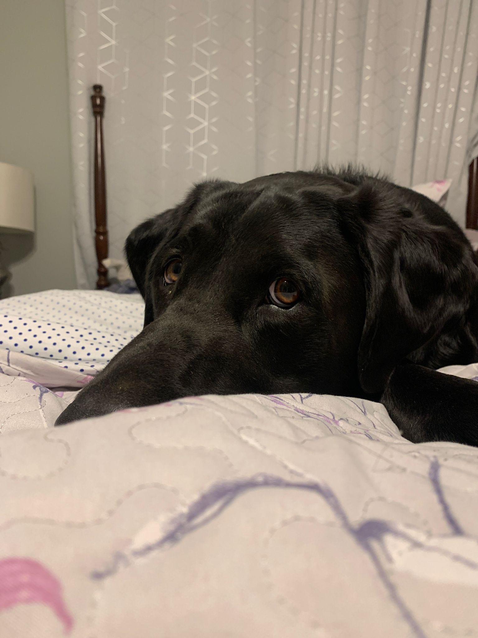 Enlarge Coal, an adopted Labrador Retriever in Oakville, ON image 3/6