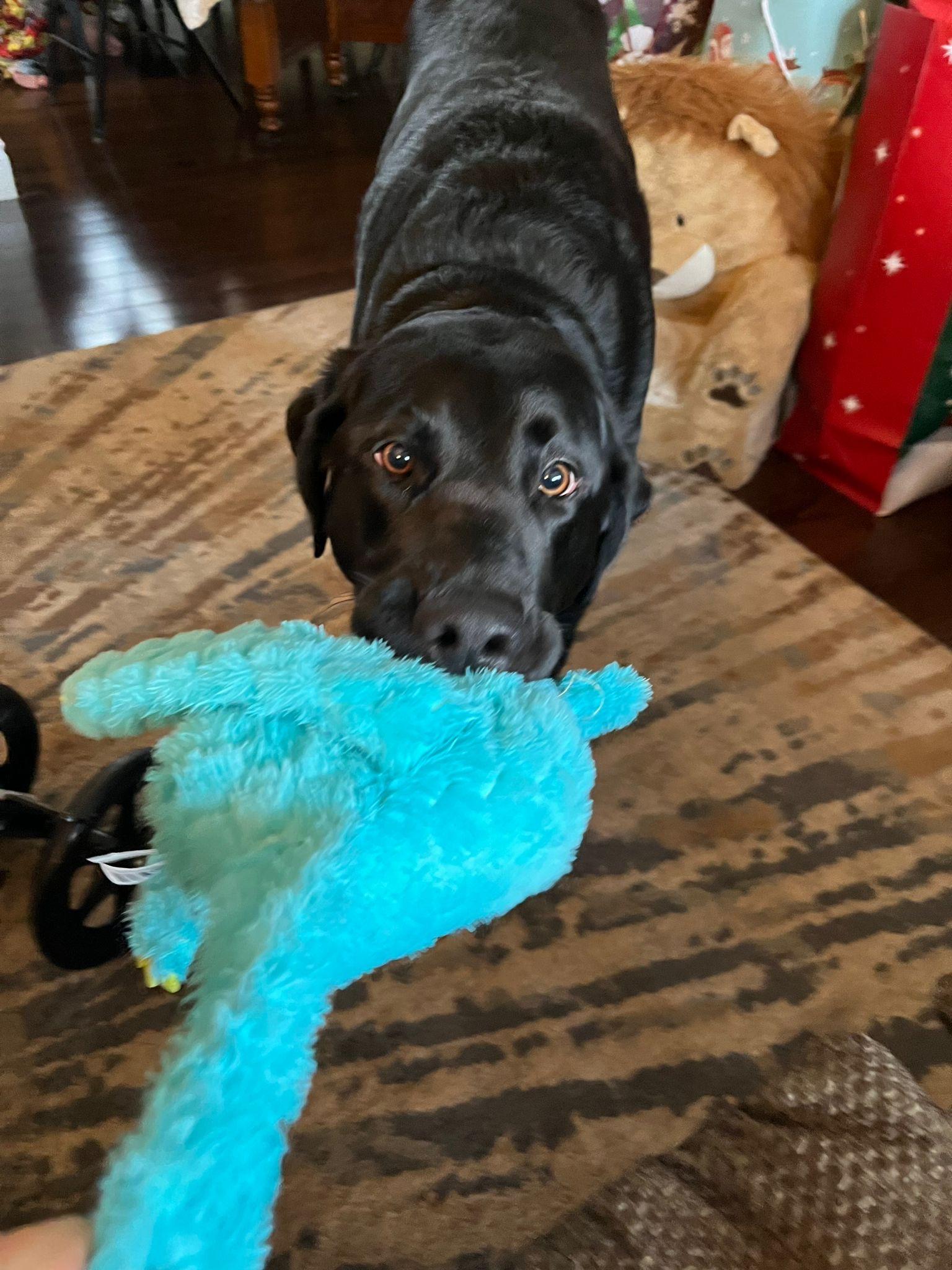 Enlarge Coal, an adopted Labrador Retriever in Oakville, ON image 2/6