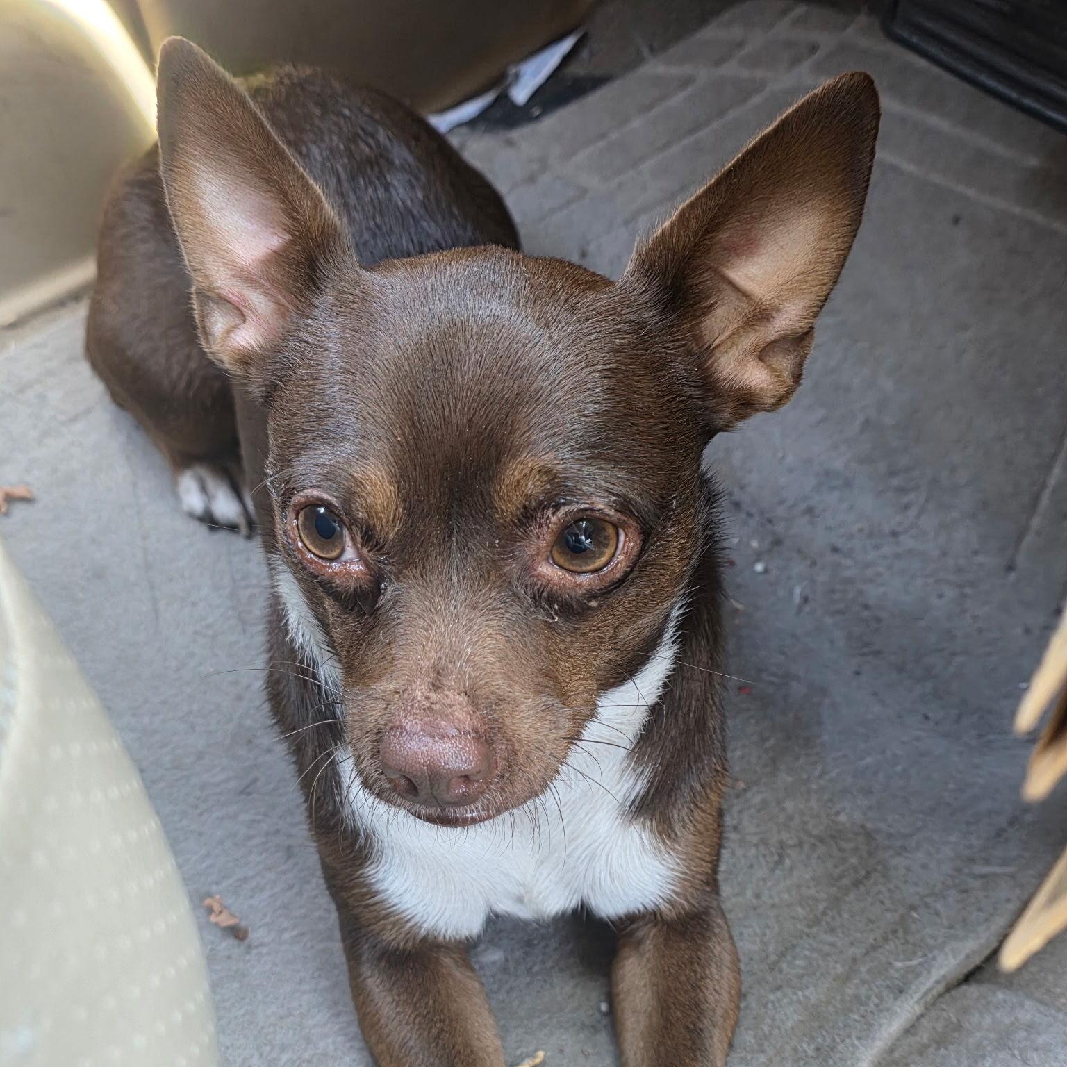 Enlarge Hazel, an adopted Chihuahua in Los Angeles, CA image 5/6