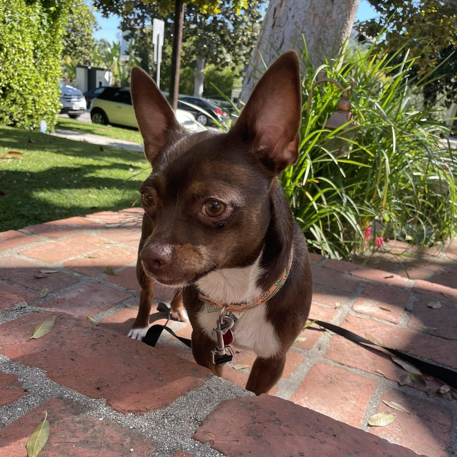 Enlarge Hazel, an adopted Chihuahua in Los Angeles, CA image 3/6