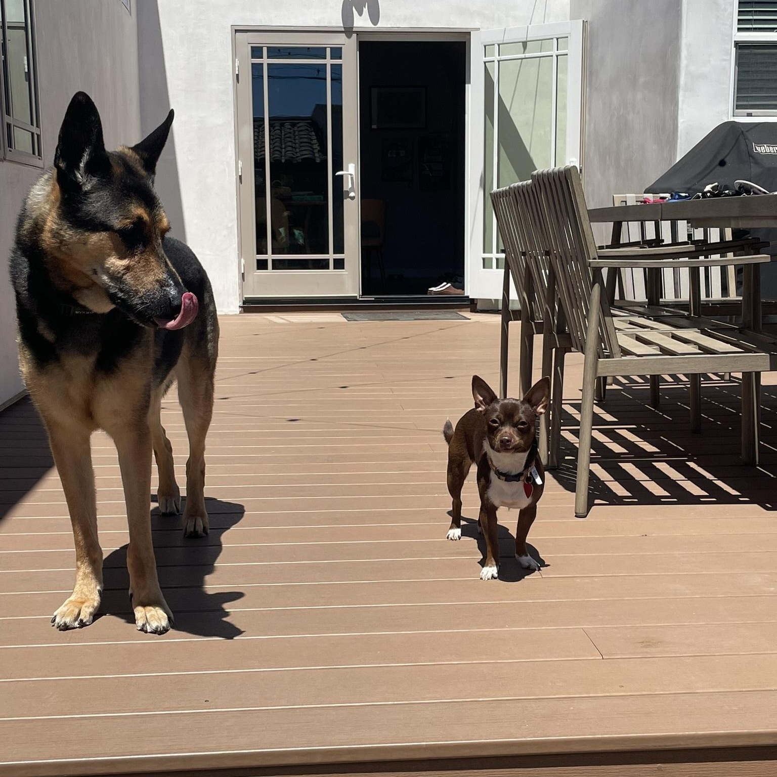 Enlarge Hazel, an adopted Chihuahua in Los Angeles, CA image 6/6