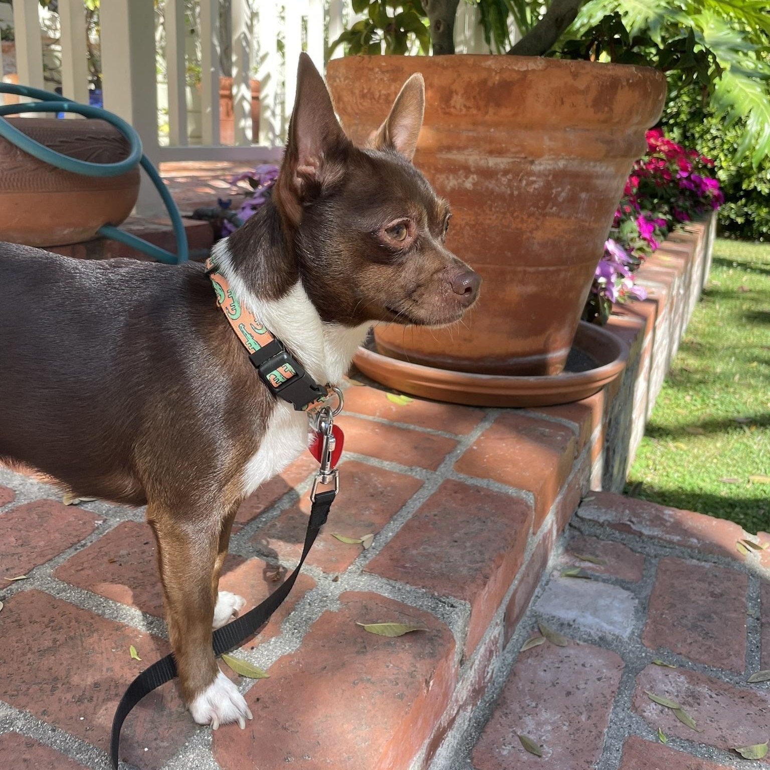 Enlarge Hazel, an adopted Chihuahua in Los Angeles, CA image 4/6