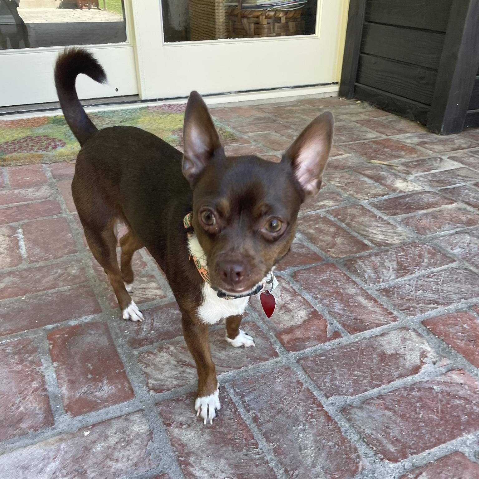 Enlarge Hazel, an adopted Chihuahua in Los Angeles, CA image 2/6
