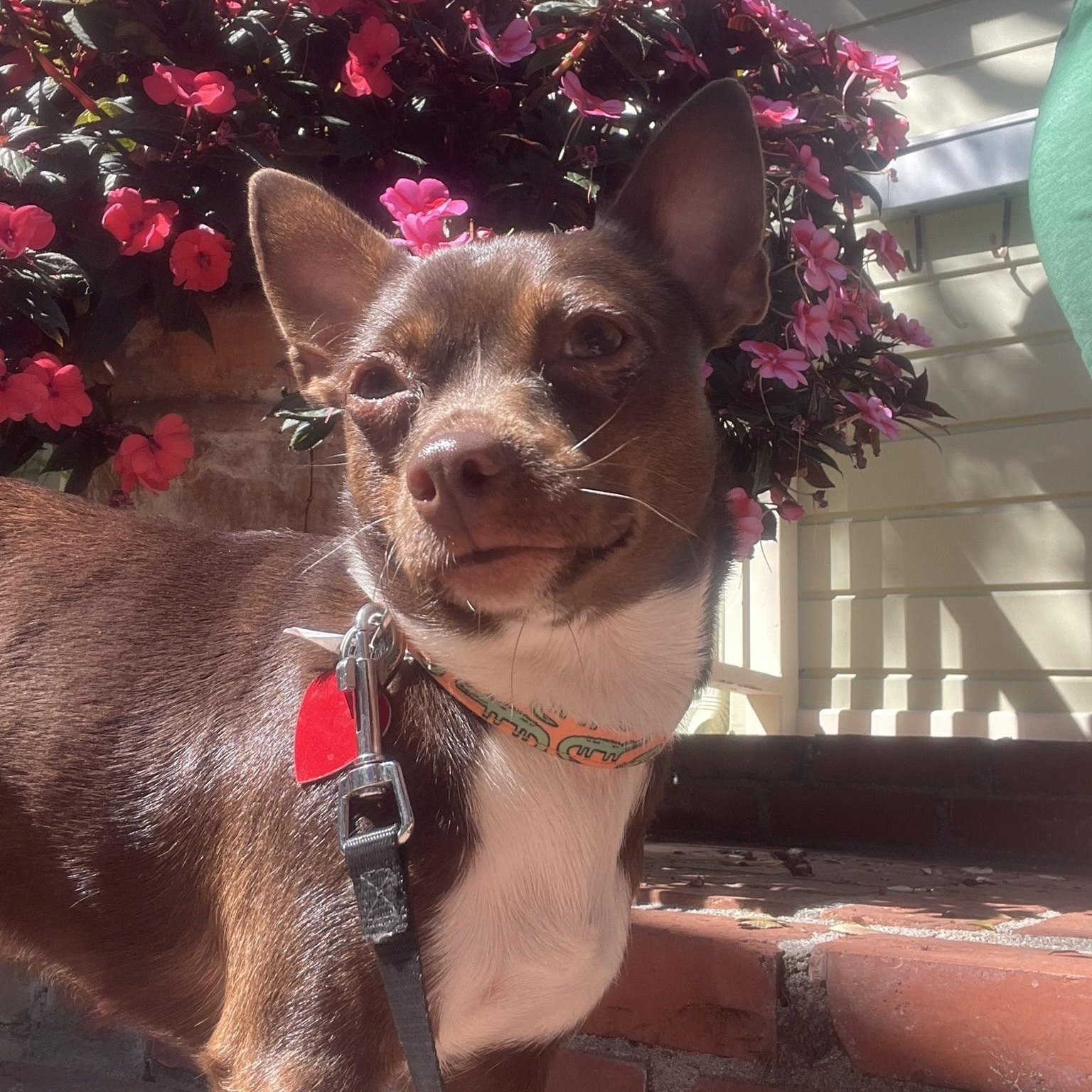 Enlarge Hazel, an adopted Chihuahua in Los Angeles, CA image 1/6