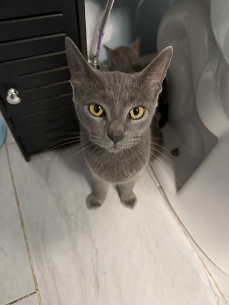 Mama Gracie (NJ Border Babes), Adoptable, Adult Female Domestic Short Hair.