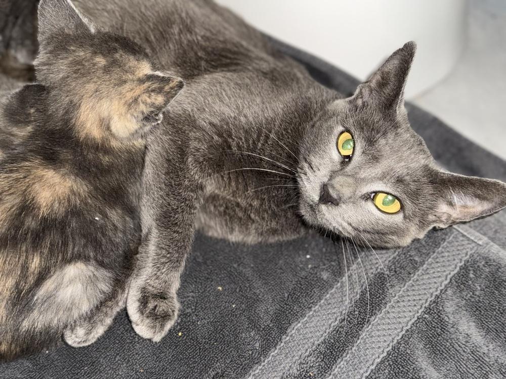 Mama Gracie (NJ Border Babes), a Adoptable Domestic Short Hair in Telford, PA image 2/3