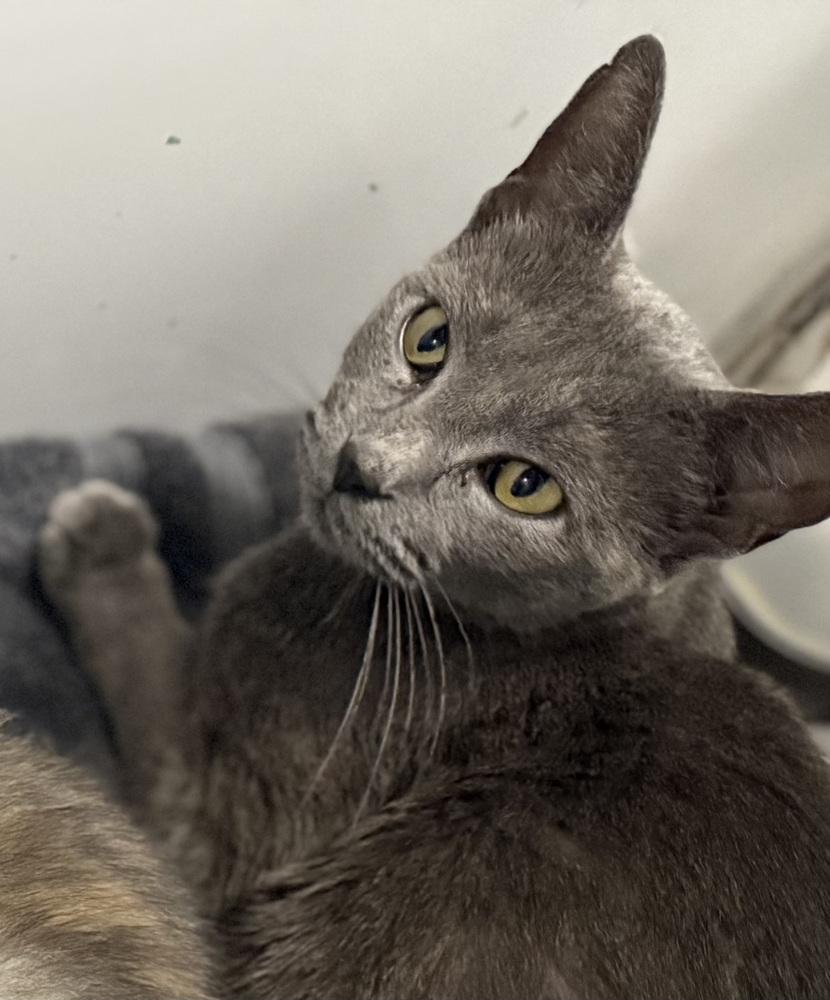 Mama Gracie (NJ Border Babes), a Adoptable Domestic Short Hair in Telford, PA image 3/3