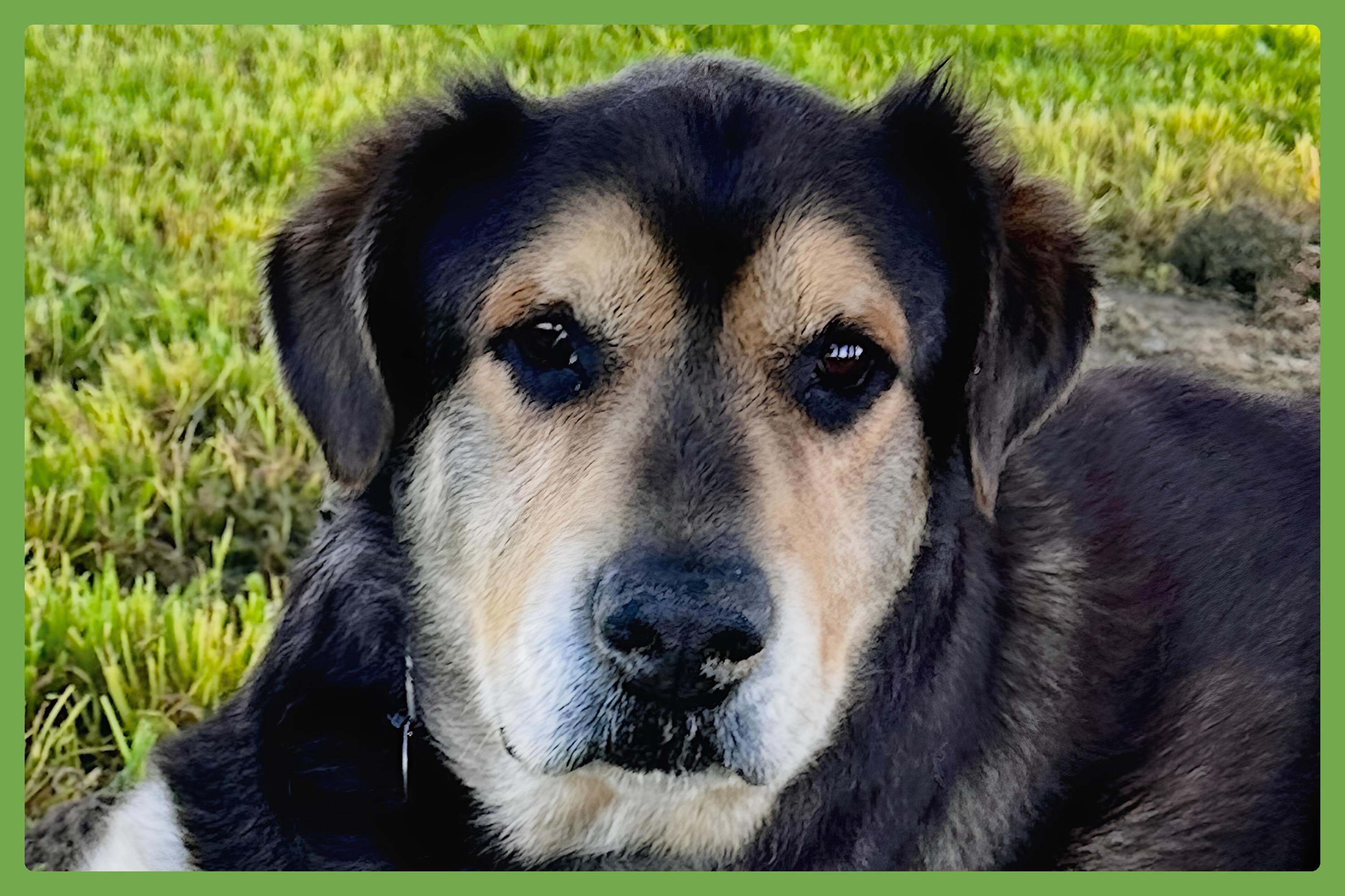 Chance — thumbnail 3