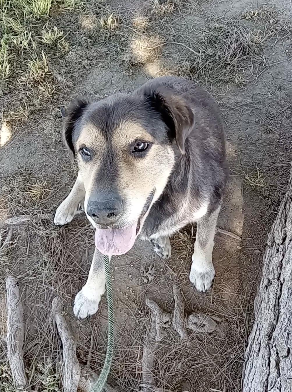 Chance — thumbnail 4