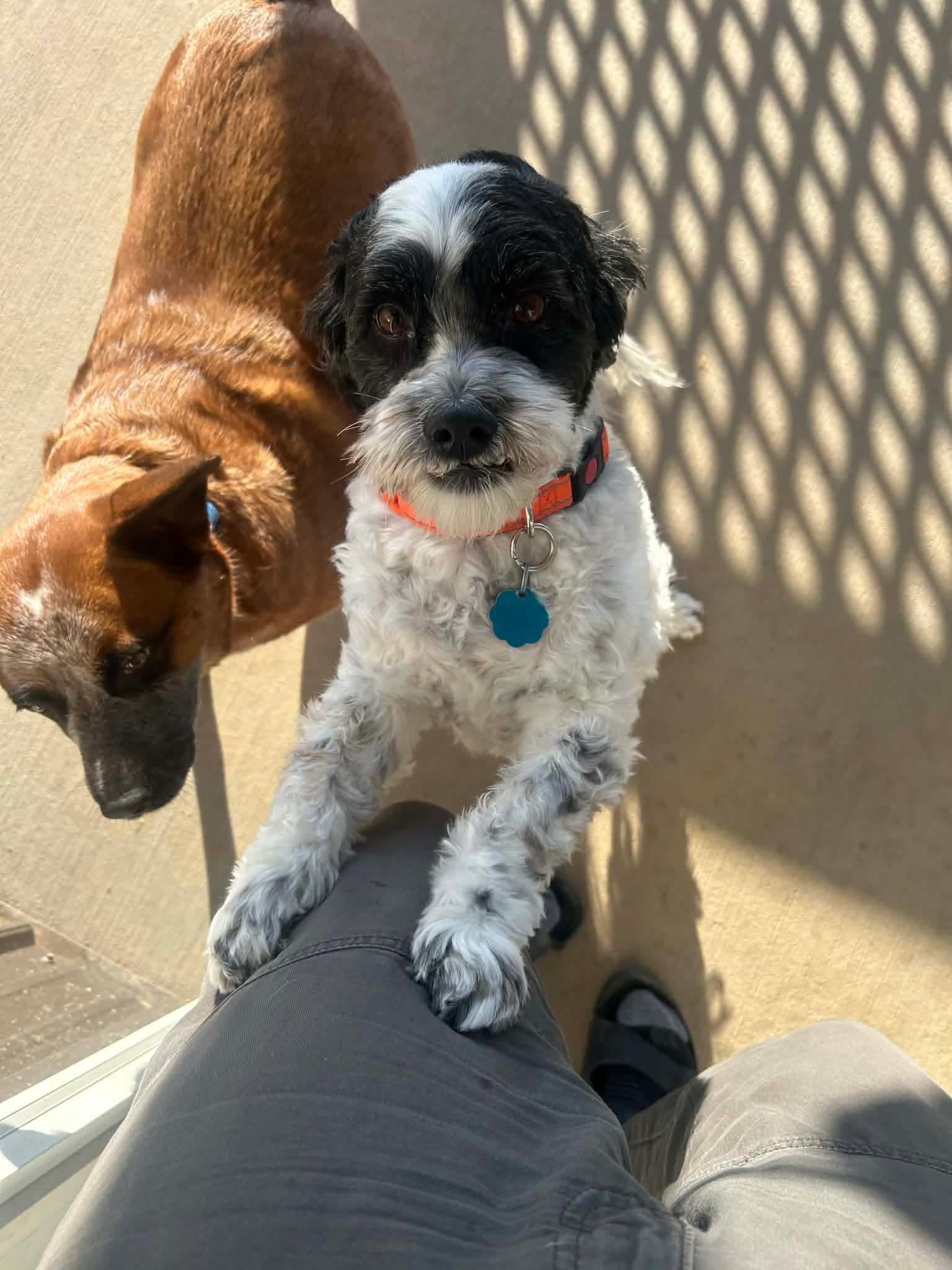 Charlie, ADOPTABLE, Adult Male Shih Tzu.