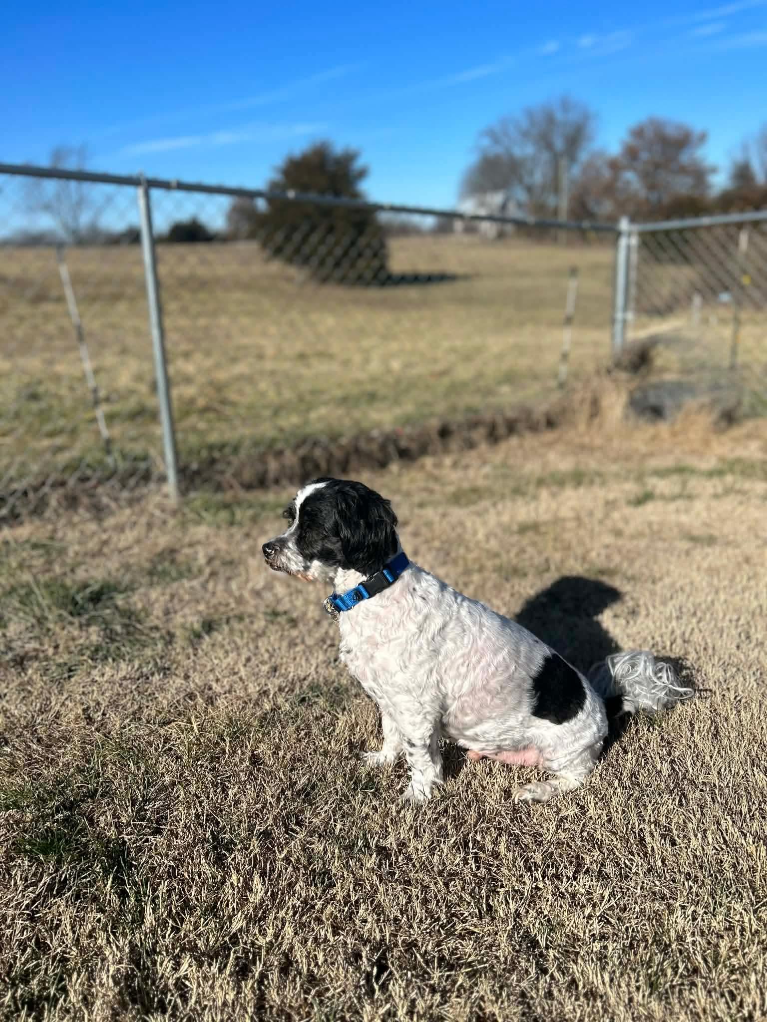 Enlarge Charlie, a ADOPTABLE Shih Tzu in Jefferson City, MO image 4/5