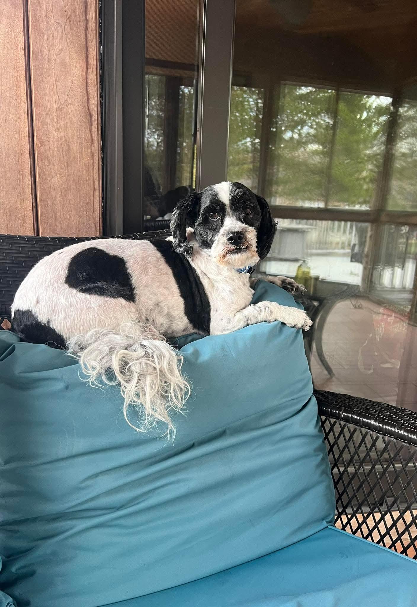 Enlarge Charlie, a ADOPTABLE Shih Tzu in Jefferson City, MO image 3/5