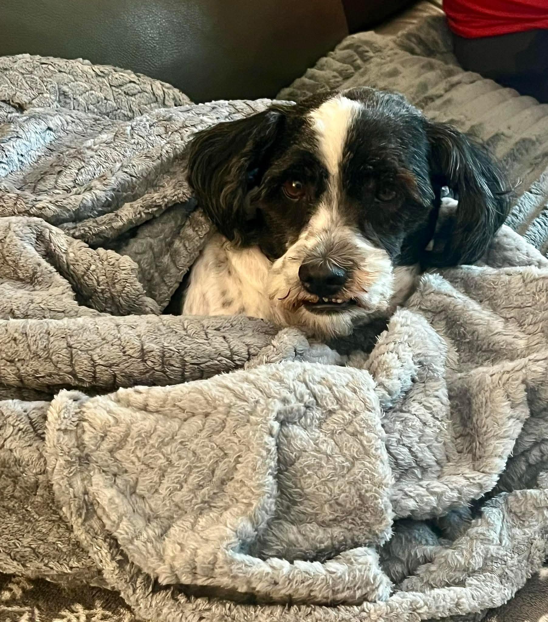 Enlarge Charlie, a ADOPTABLE Shih Tzu in Jefferson City, MO image 2/5