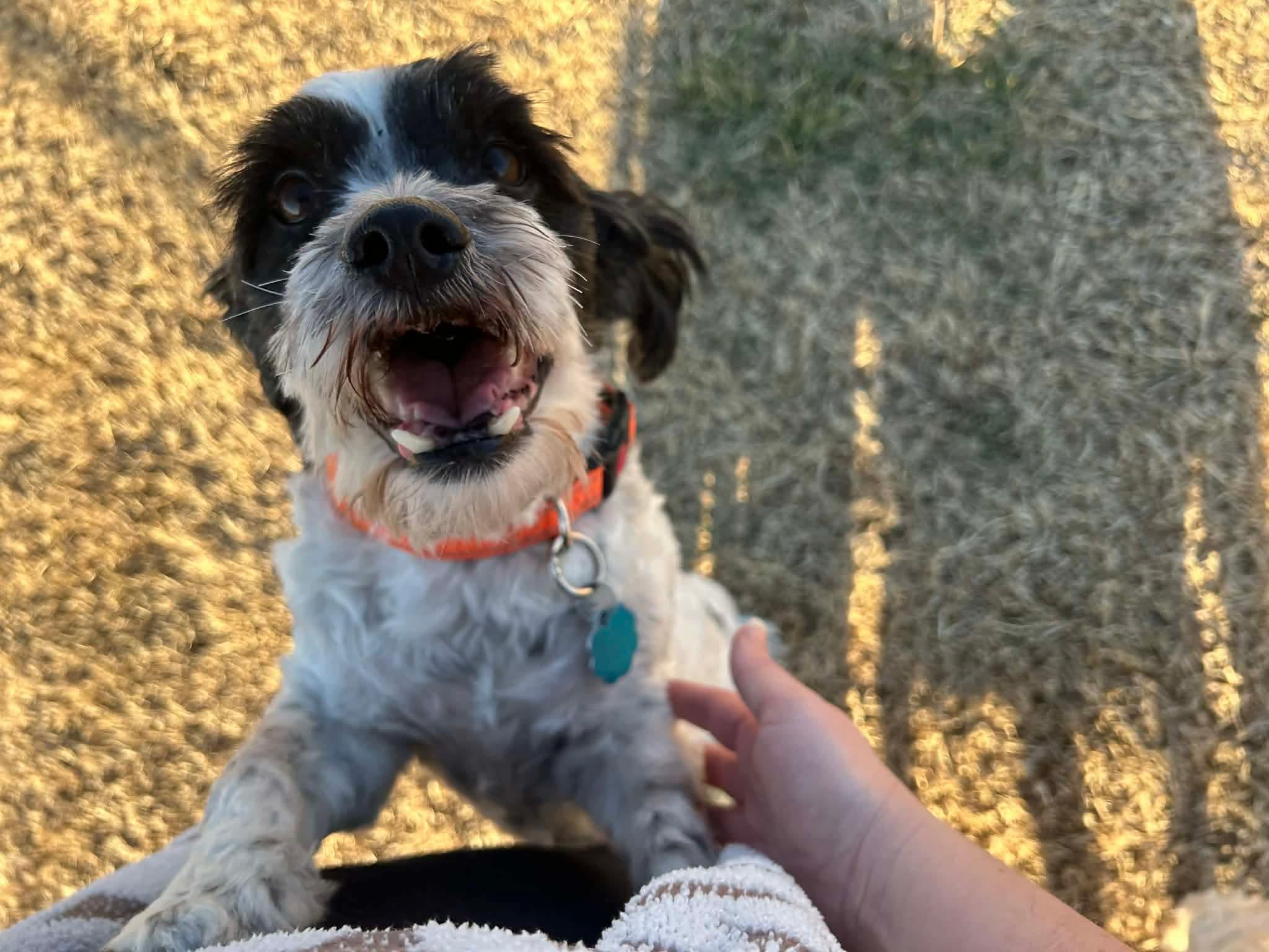Enlarge Charlie, a ADOPTABLE Shih Tzu in Jefferson City, MO image 5/5