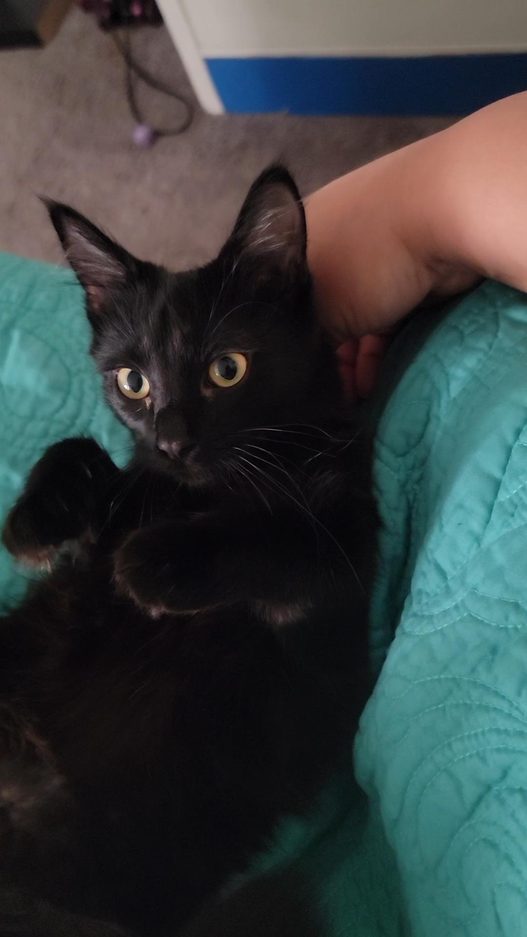 Lola and Felipe (Bonded Sister and Brother)
