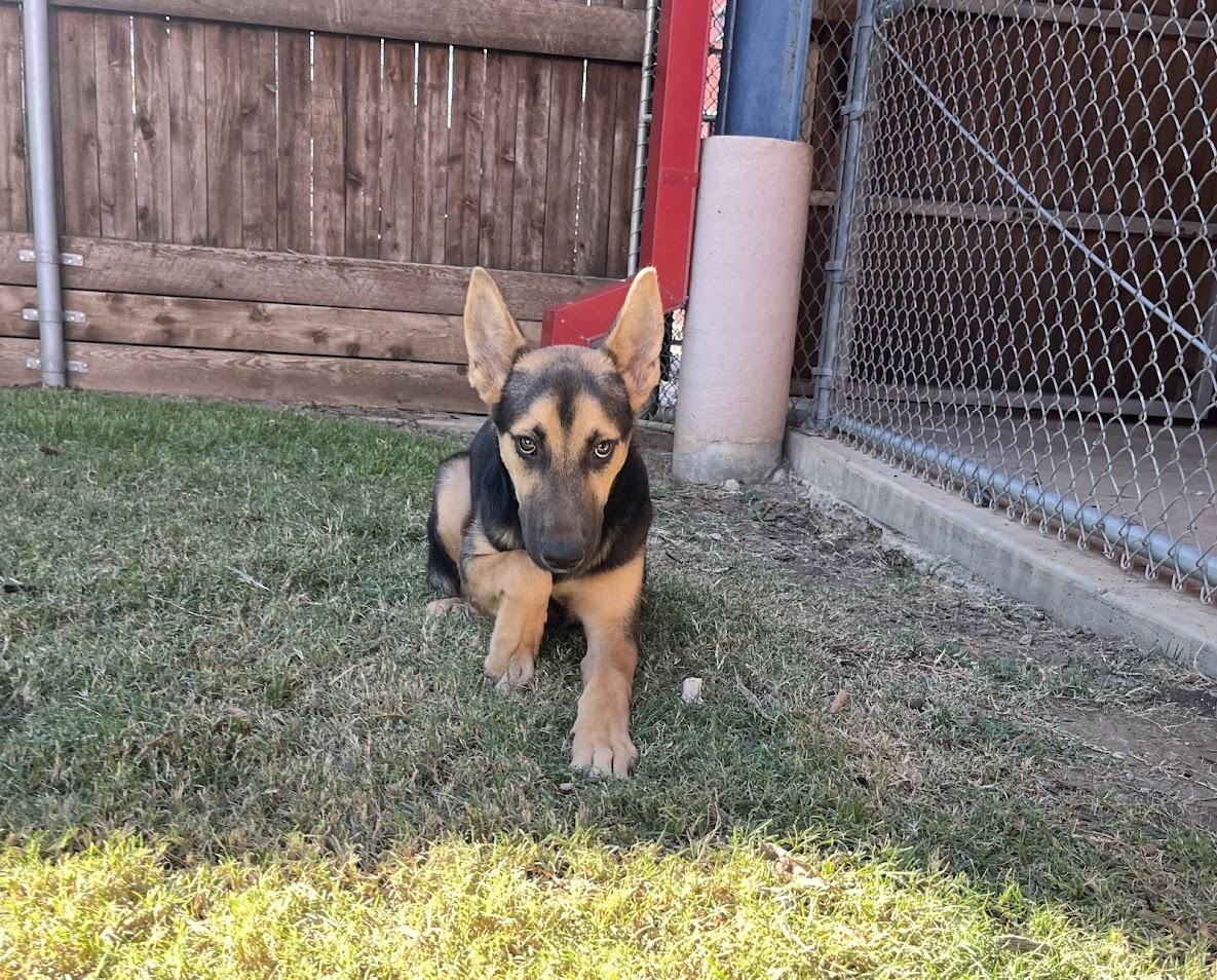 Dodger A212478