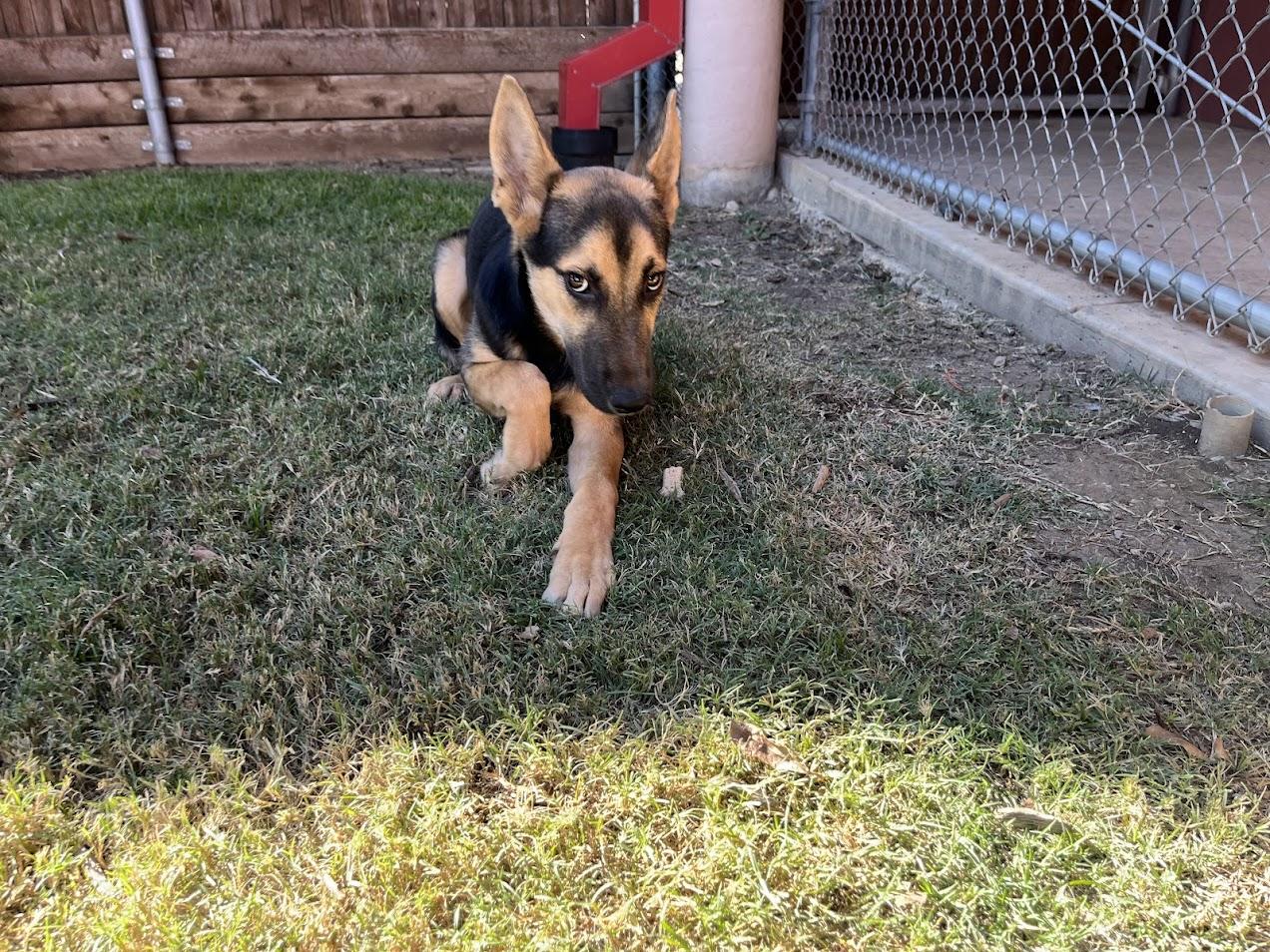 Dodger A212478