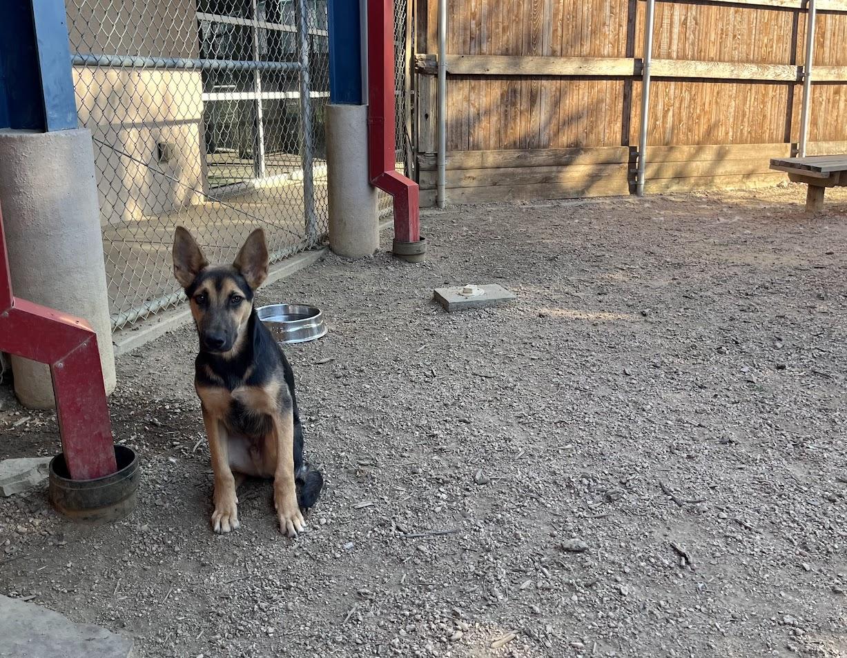 Dodger A212478