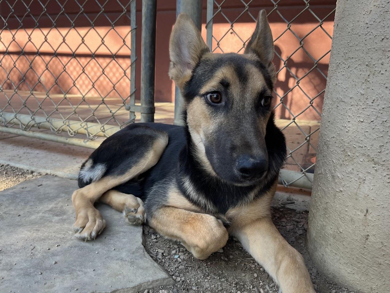 Dodger A212478