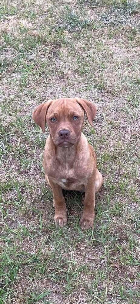 Girl Trio - Dixie, Adoptable, Puppy Female Labrador Retriever & Vizsla.