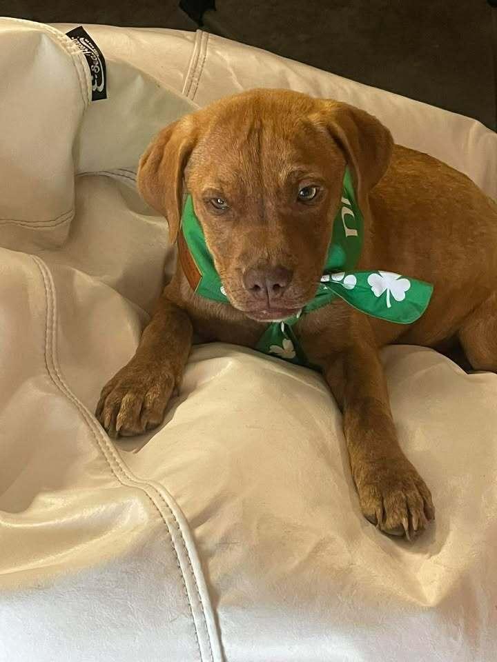 Enlarge Girl Trio - Dixie, a Adoptable mixed breed in Sumter, SC image 2/6