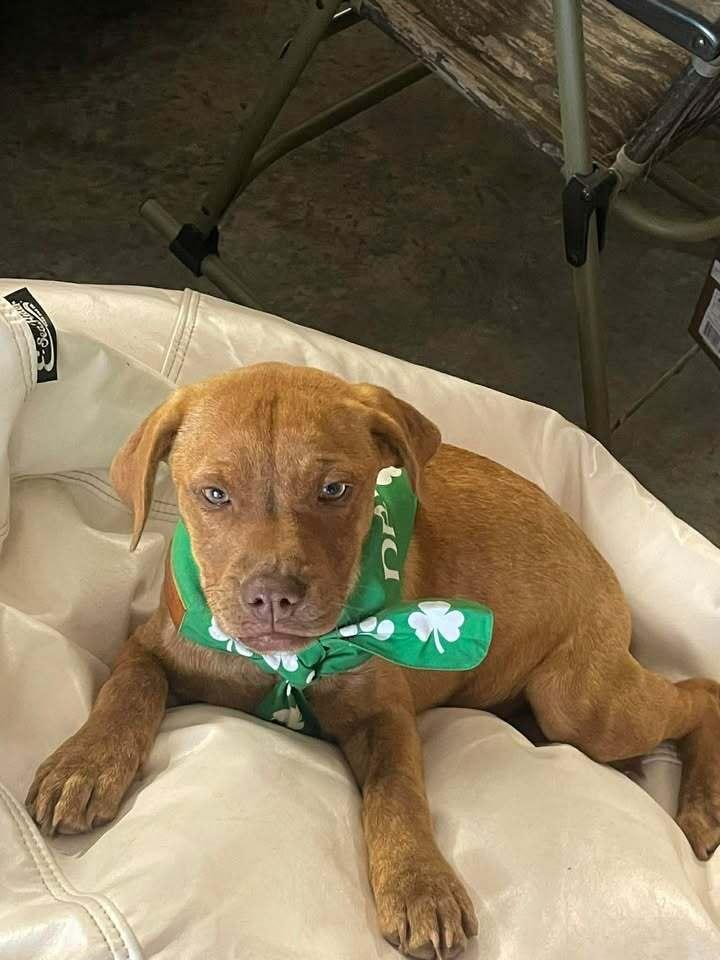 Enlarge Girl Trio - Dixie, a Adoptable mixed breed in Sumter, SC image 3/6