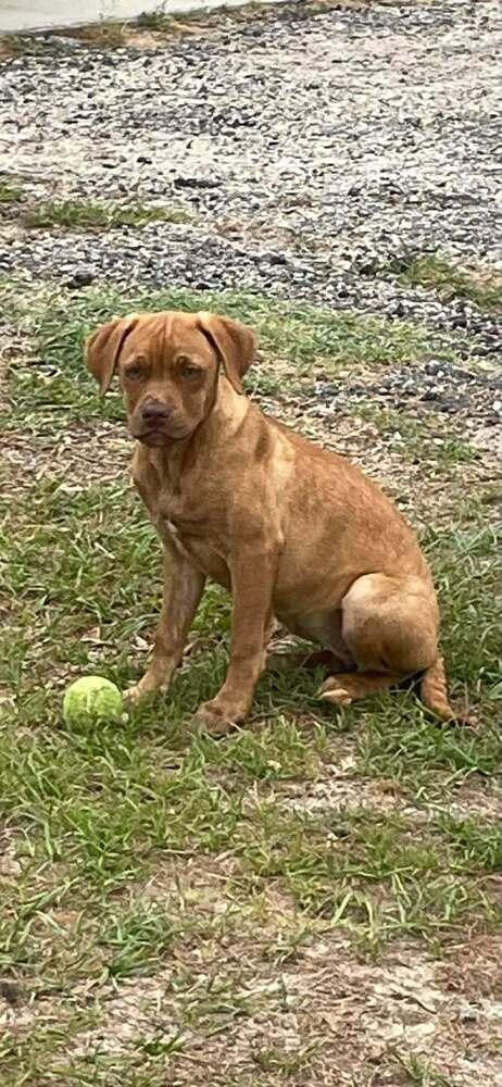 Enlarge Girl Trio - Dixie, a Adoptable mixed breed in Sumter, SC image 4/6